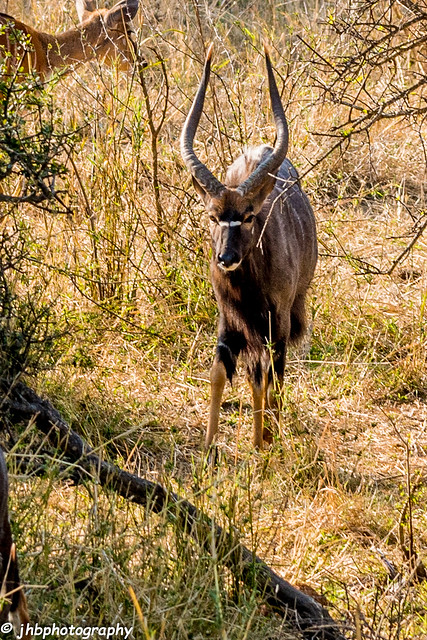Nyala - Kruger National Park - South Africa -Summer 2017-685.jpg