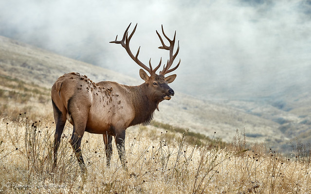 Bull elk - National Bison Reserve, St Ignatius, Montana