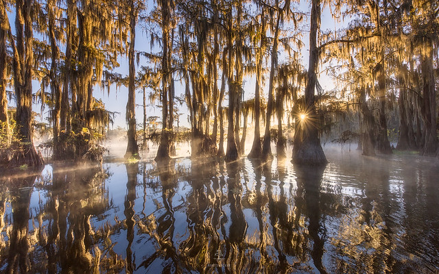 Morning Bliss on the Bayou