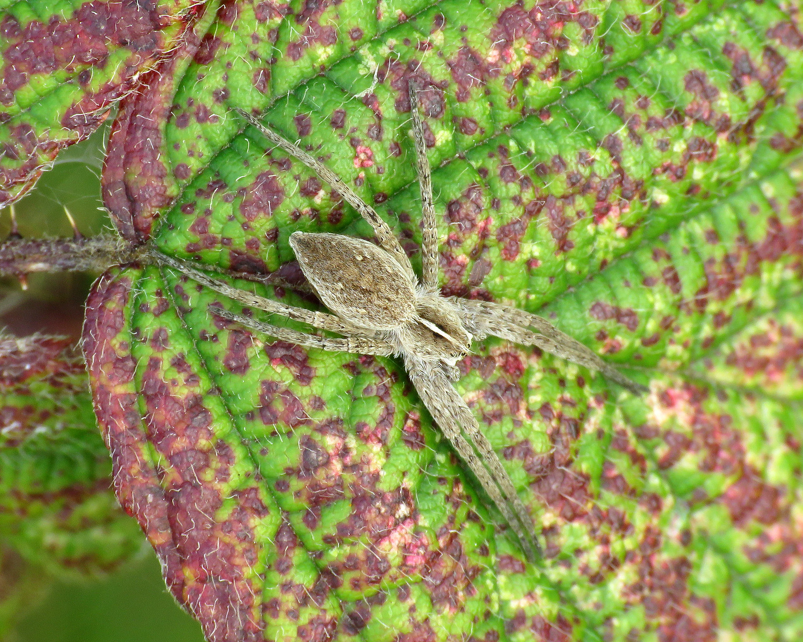 Nursery Web Spider - Pisaura mirabilis