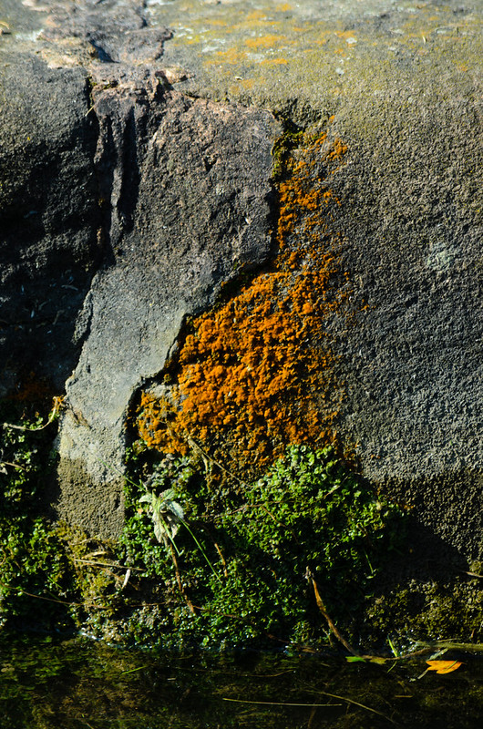 Ginger and green: lichen and liverwort, lock