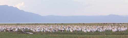 africa migrationcorridor outdoors tanzania safari lakemanyara chemchem wildlife manyararegion tz