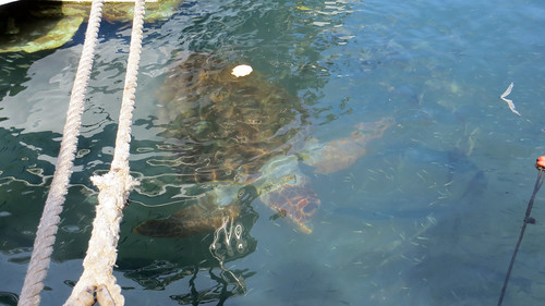 Kreta 2017 394 En daar is hij dan, de beroemde zeeschildpad van Chania. Bijna anderhalve meter groot! / And there he is, the famous sea turtle of Chania. Half a meter in size!