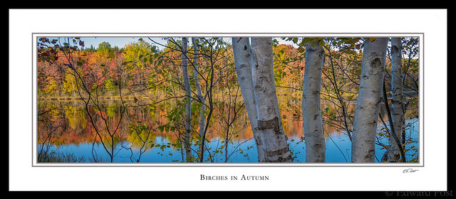 Birches in Autumn