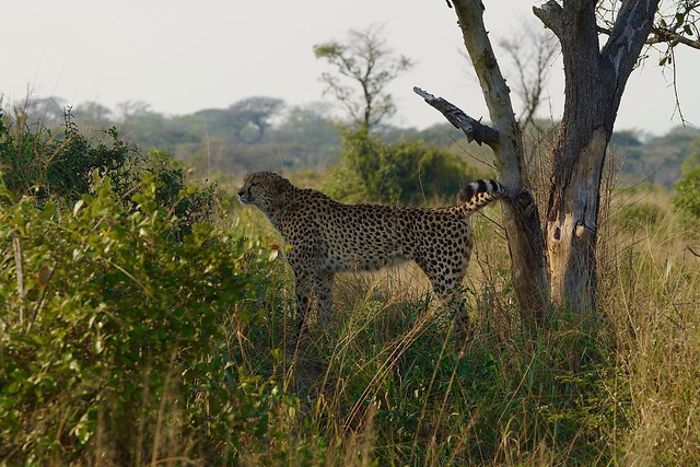 male Cheetah scent marking