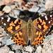 Flickr photo 'Vanessa cardui (Painted Lady or Cosmopolitan)' by: Arthur Chapman.