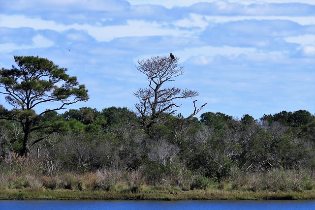 Osprey Tree