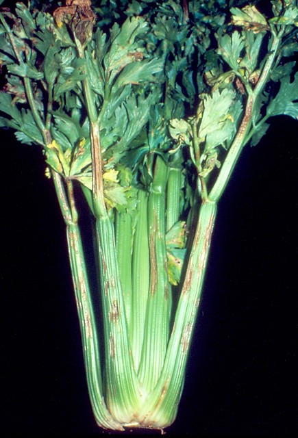 Celery (Apium graveolens): Septoria leaf spot (late blight) caused by Septoria apii