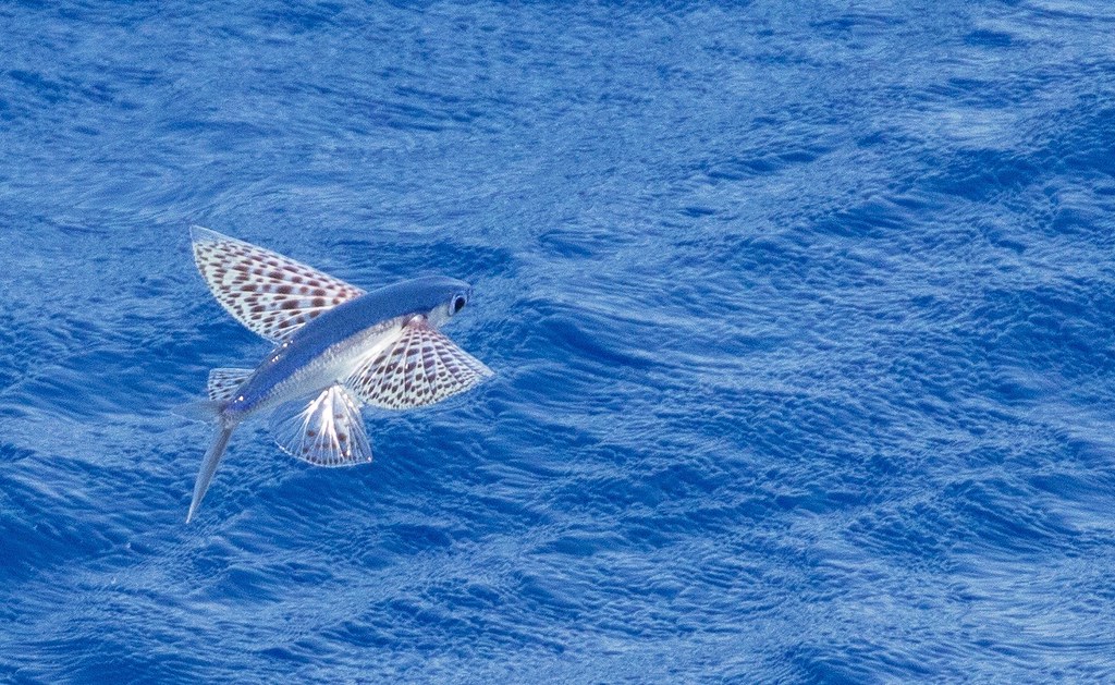 Flying Fish in the Indian Ocean | Harold Moses | Flickr