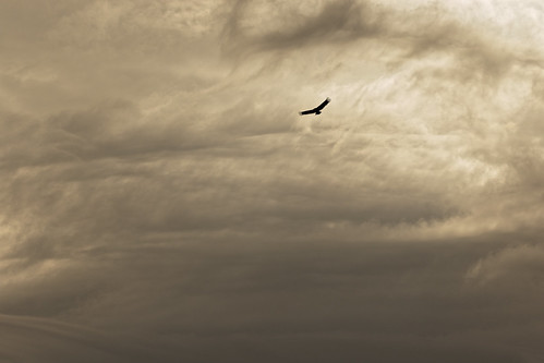 Vautour fauve - Gyps fulvus - Griffon Vulture by olivier teilhard, vautour vautourfauve gypsfulvus griffonvulture oiseau oiseauenvol nature sauvage libre vercors diois