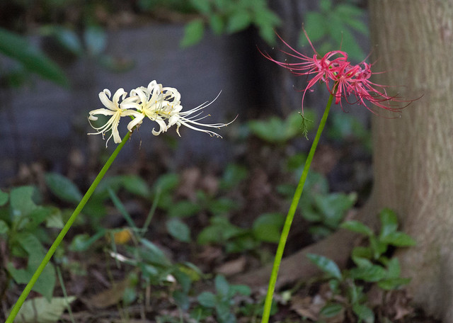 White And Red Spider Lilies