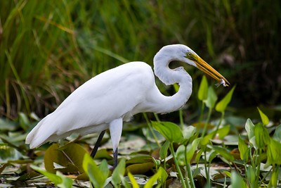 A great egret catches a meal. 