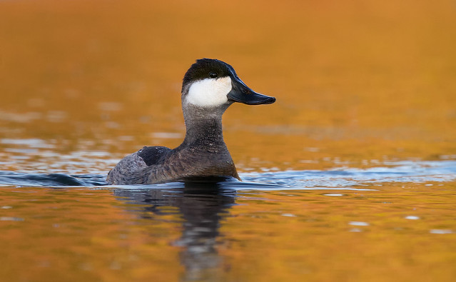 Ruddy Duck - Early Morning Fall Reflection