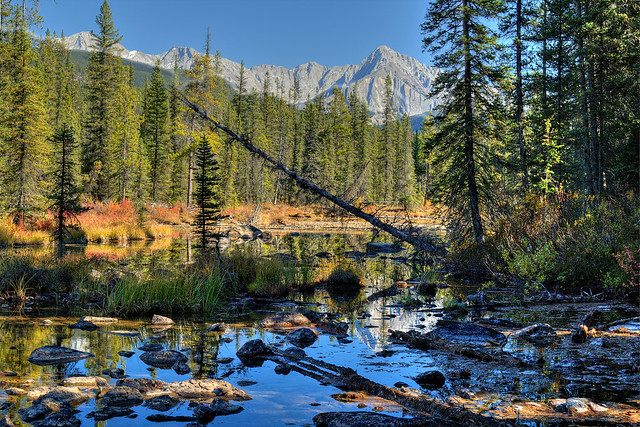 Swamp Area Reflection - Banff Park