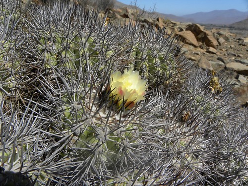 cacti cactus chile copiapoa coquimbo eltrapiche fnrrb2158 ka3170s kakteen kaktus pseudocoquimbana rb2158 reise standort vortrag1