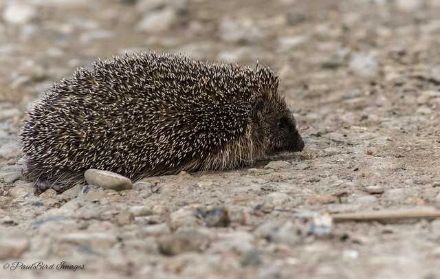 Hedgehog Junior