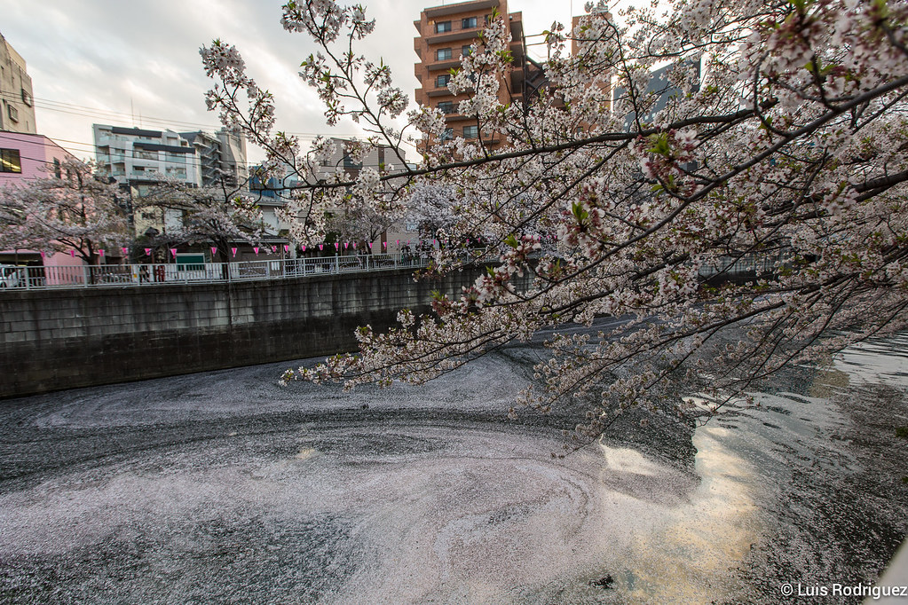 Naka-Meguro-Hanami-103