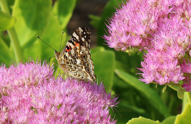 Canadian Painted Lady