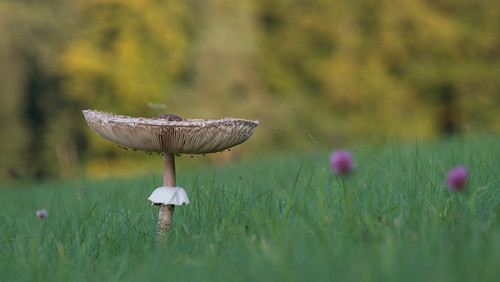 Pilz am Waldrand | by AT&S Photography