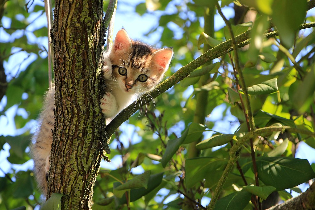 Source: wallboat.com/cute-kitten-on-tree/
This is a free image you can use it.More free Images @ wallboat.com All images are Public Domain/Free and you can use any where for any purpose without any permission.Even you can use for commercial purpose.
#tree #cute #kitten #cat #adorable #garden #commoncreative #images #photos #pictures #photography #freeimages #freephotos #royaltyfree #hd #wallpaper