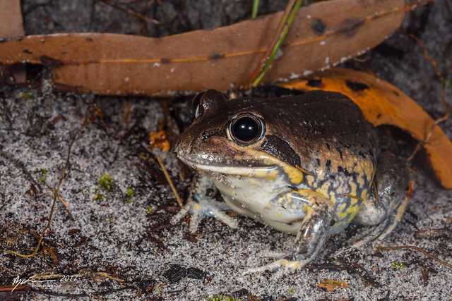 Scarlet-sided Banjo Frog