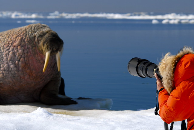 Using a telephoto to photograph a walrus in Foxe Basin