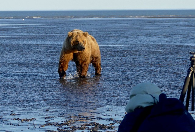 Photographing a brown bear in Lake Clark, Alaska
