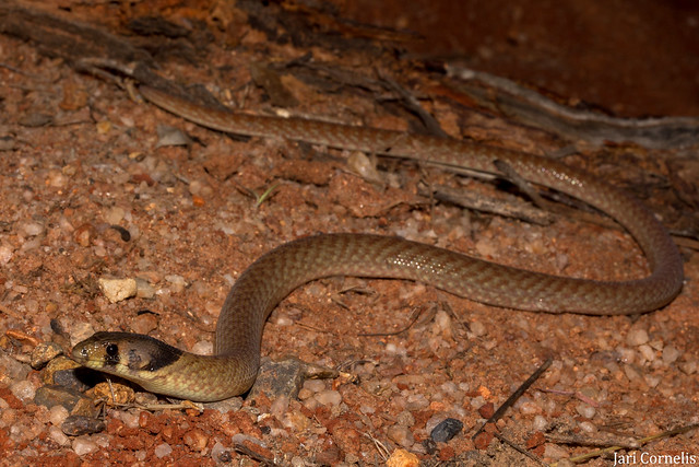 Eastern Hooded Scaly-foot (Pygopus schraderi)