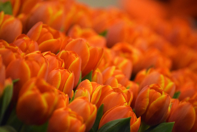 narančasti tulipani / orange tulips
