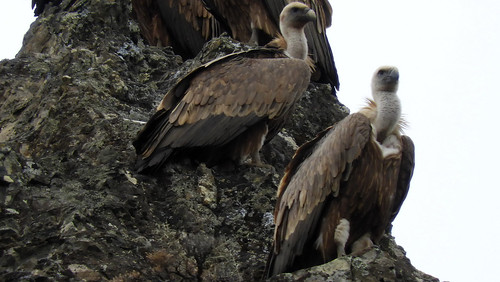 Kreta 2017 466 Vale gieren / Griffon vultures