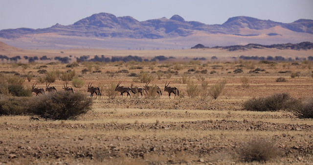 Wild Oryx Semi Arid Landscape Sesriem-Sossusvlei Region Western Namibia Southern Africa