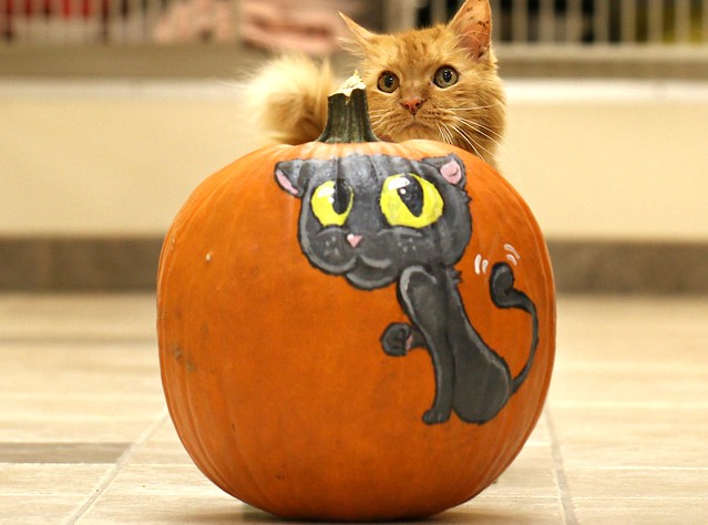 Jimmy (hospital cat) getting excited for Halloween!