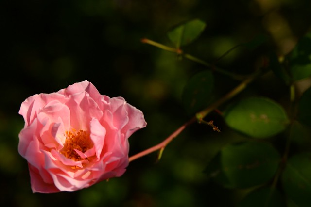 Daphne (rose)
