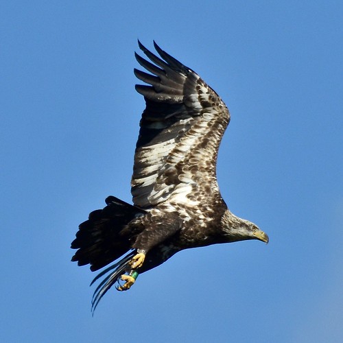 baea bird eagle mathewscounty taxonomy:binomial=haliaeetusleucocephalus taxonomy:common=baldeagle usa va virginia