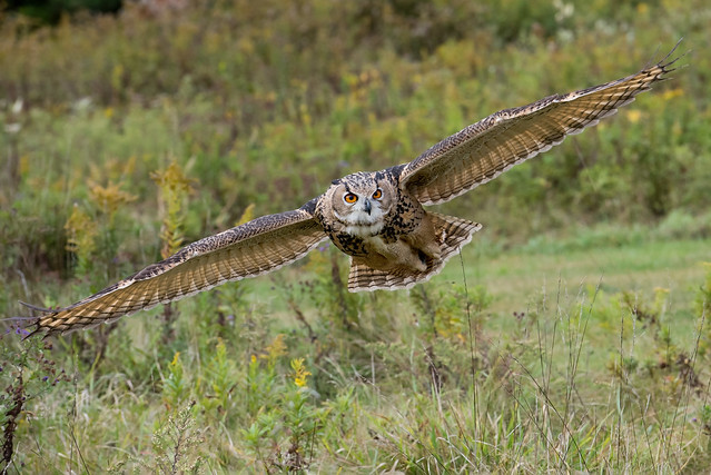 Eagle Owl banking