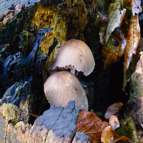 Inkcap mushrooms in rotting tree stump