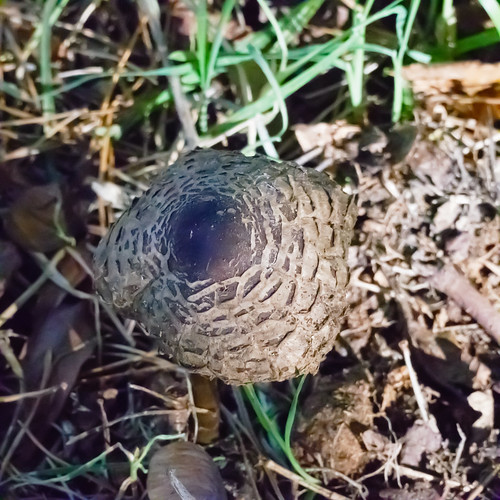 Faded glory: parasol mushrooms