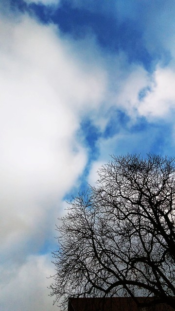 Ein fragmentaler Baum in sich ausweitender Pose dem wolkenreichem Himmel entgegengesetzt