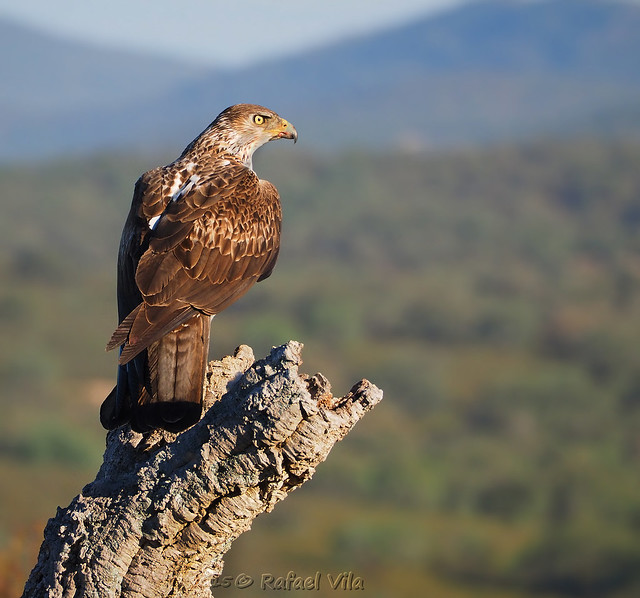 Impressive Bonelli's eagle. --  (Aquila fasciata)  Águila Perdicera   --  Una mirada de verdadera rapaz!____ [Explored]