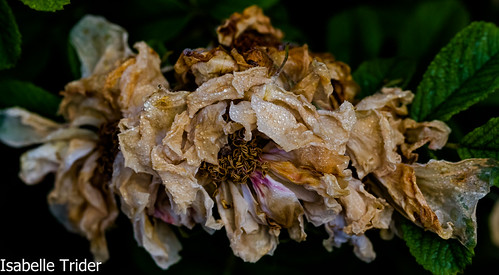 Decaded Roses Decaying roses in the south end of Halifax | r-91 | Flickr