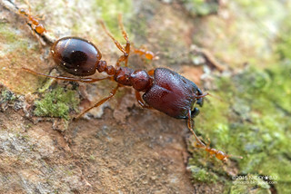 Ant (Carebara sp.) - DSC_6305