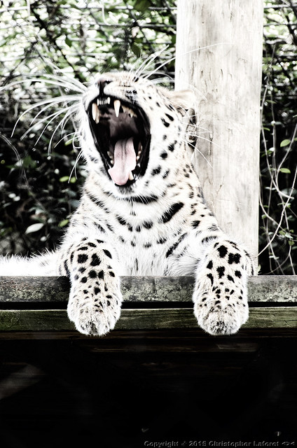 Amur Leopard #14