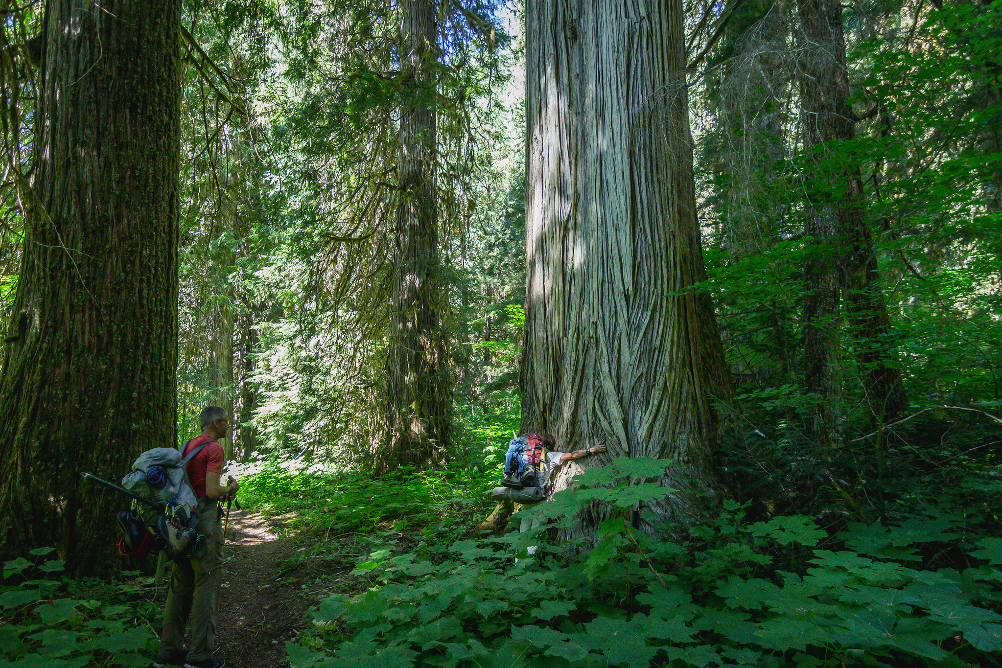 Tree hugger on Big Beaver Trail