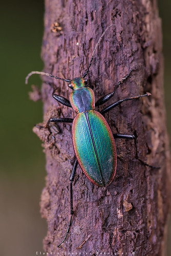 Escarabajo Peorro (Ceroglossus chilensis latemarginatus) | by Claudio González R.