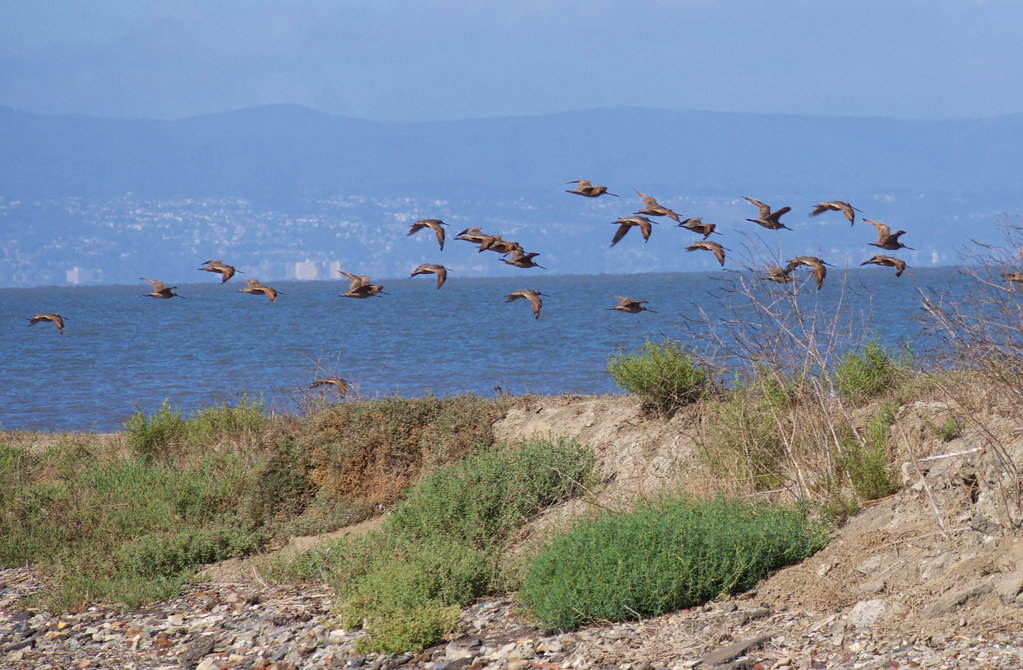San Francisco Bay Trail, near Monday Birding - Hayward Shoreline