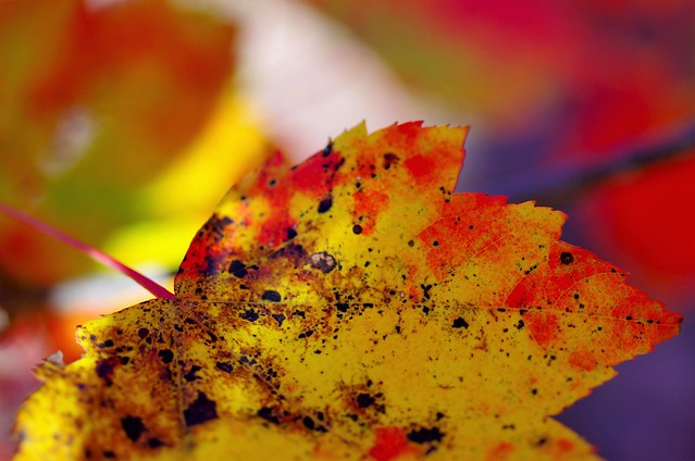 Autumn Colours and Fall Fun