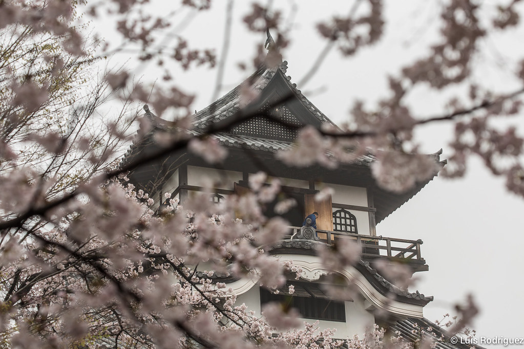 El precioso castillo de Inuyama en época de sakura