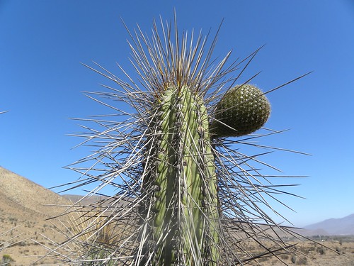 acida cacti cactus chile coquimbo eltrapiche eulychnia fnrrb2157 ka3252s kakteen kaktus rb2157 reise standort