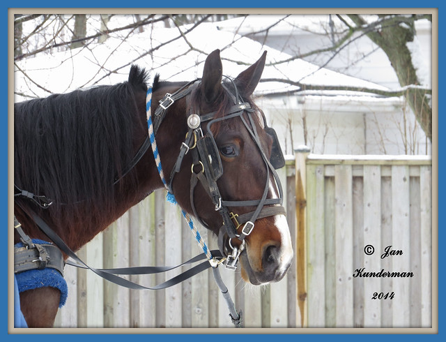 2014 0009 Amish horse