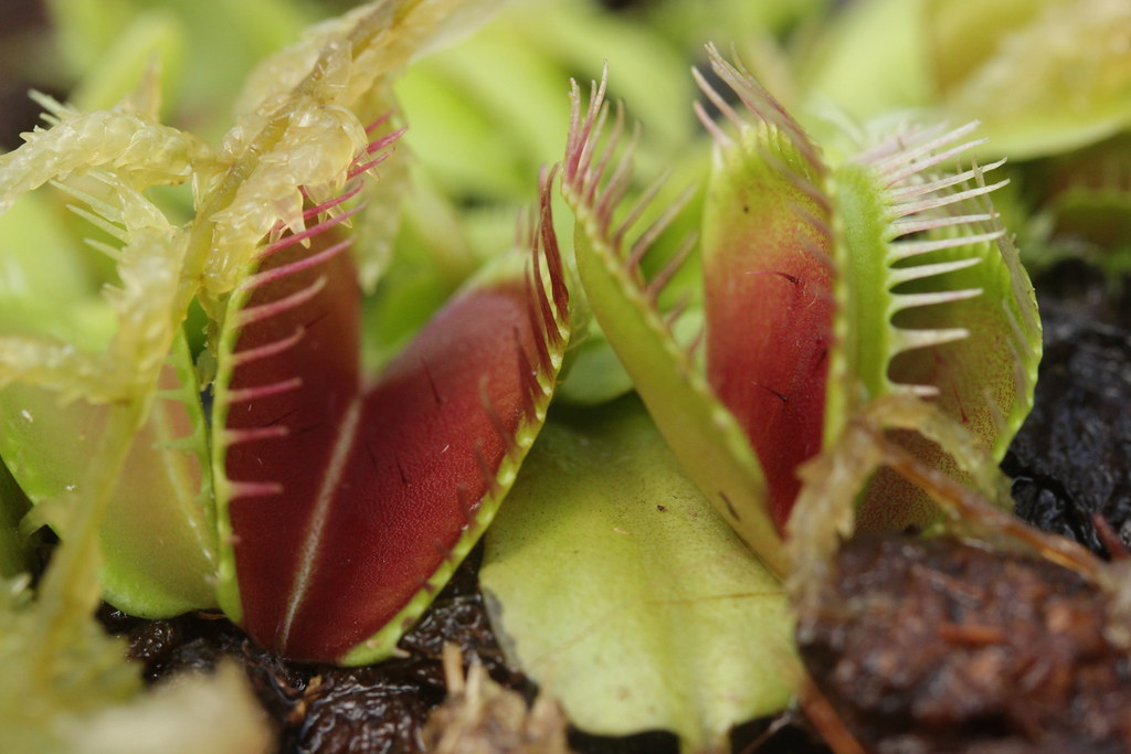 Image result for venus flytrap